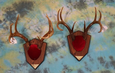 Pair of Texas Whitetail Deer Antlers on Plaque Taxidermy