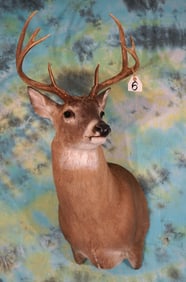 8pt. Texas Whitetail Deer Shoulder Taxidermy Mount