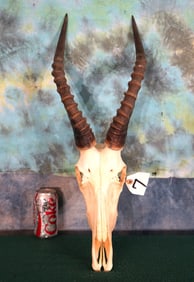 African Blesbuck Antelope Skull Taxidermy