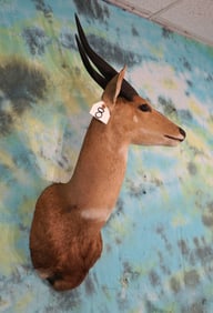 African Chobe Bushbuck Antelope Shoulder Taxidermy Mount