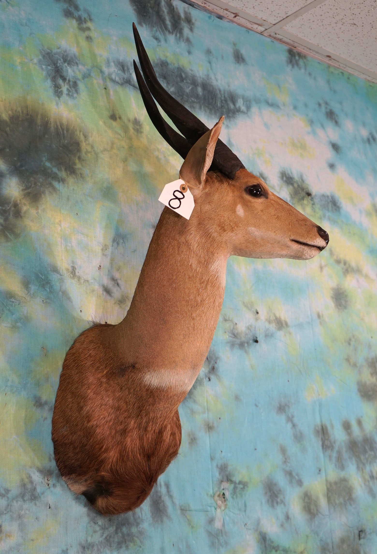 African Chobe Bushbuck Antelope Shoulder Taxidermy Mount (1 of 2)