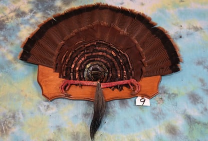 Mount of Wild Turkey Tail, Legs, & Beard Fixed on Panel Taxidermy