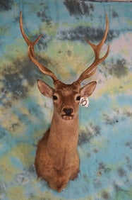 Trophy Japanese Sika Deer Shoulder Taxidermy Mount