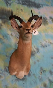African Impala Ram Shoulder Taxidermy Mount