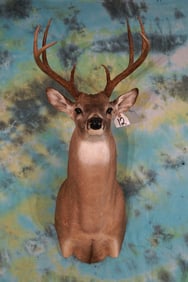Quality 8pt. Whitetail Deer Shoulder Taxidermy Mount