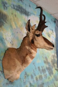 Pronghorn Antelope Shoulder Taxidermy Mount