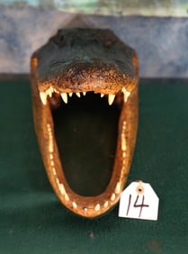 Cool! Alligator Head Taxidermy Mount