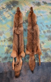 Pair of Soft Tanned Full Body Coyote Skins Taxidermy