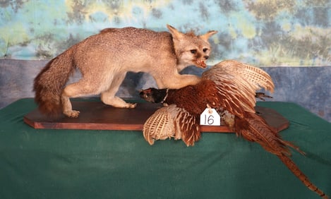 Gray Fox with Ringneck Pheasant Full Body Taxidermy Mount