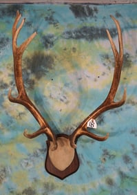 Nice set of 7 x 6 Elk Antlers Mounted on Panel Taxidermy