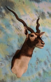 Blackbuck Antelope Shoulder Taxidermy Mount