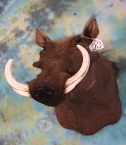 African Warthog Shoulder Taxidermy Mount