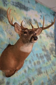 Wide 10pt. Northern Whitetail Deer Shoulder Taxidermy Mount