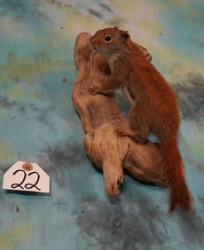 Cool Red Squirrel Full Body Taxidermy Mount