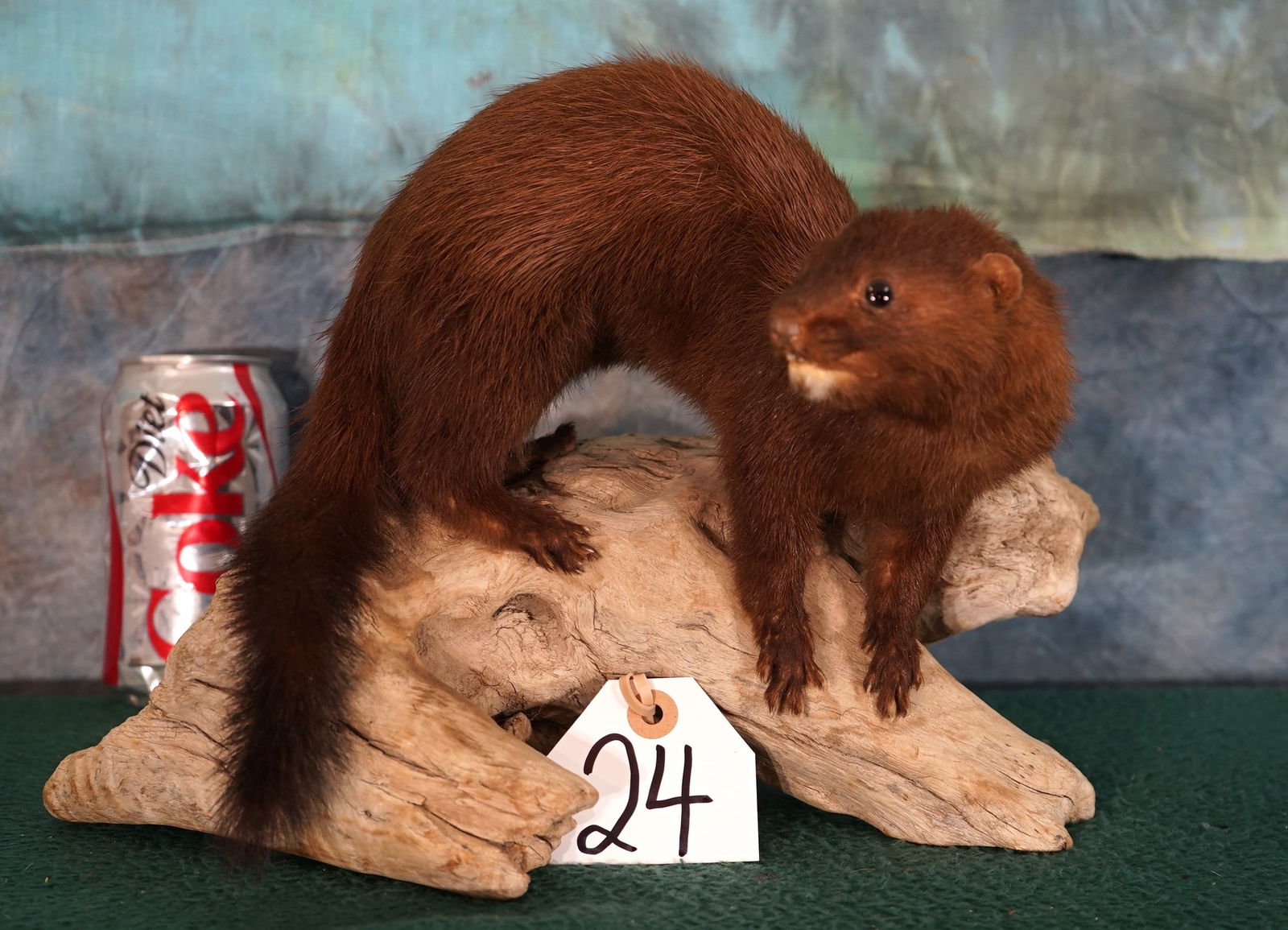 Full Body Mink Taxidermy: This mount is lifelike and was very well done. It is in excellent condition and grades a good solid 10.