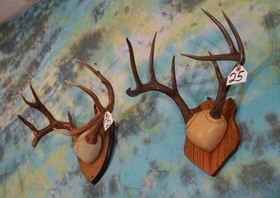 Two sets of Texas Whitetail Deer Antlers on Plaques