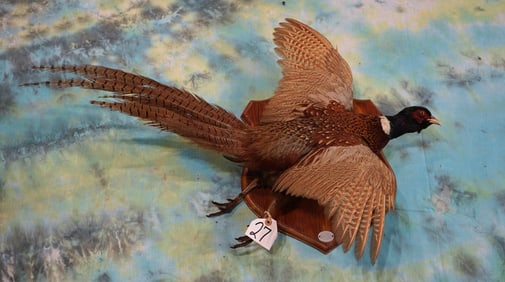 Flying Ringneck Pheasant Taxidermy Bird Mount