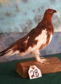 Standing Fall Phase Ptarmigan Taxidermy Bird Mount