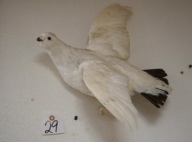 Flying Winter Phase Ptarmigan Taxidermy Bird Mount
