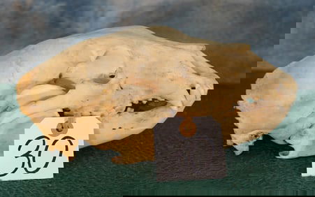 Complete Black Bear Skull Taxidermy