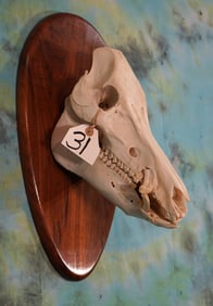 Wild Boar Complete Skull on Wood Panel Taxidermy