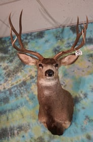 Large 4 x 4 Colorado Mule Deer Shoulder Taxidermy Mount