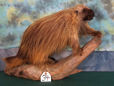 American Porcupine Full Body Taxidermy Mount