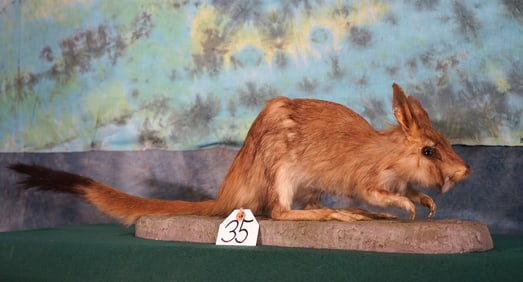 South African Springhare Full Body Taxidermy Mount