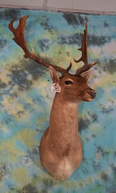 Brown Fallow Deer Shoulder Taxidermy Mount