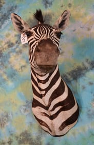 Grant's Zebra Shoulder Taxidermy Mount
