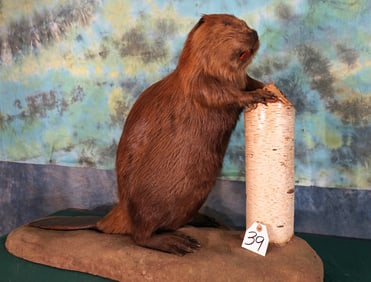 Beaver Full Body Taxidermy Mount