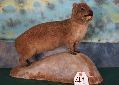 African Rock Rabbit or "Dossie" Full Body Taxidermy Mount