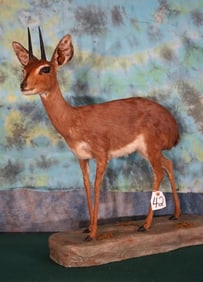 African Stienbuck Pygmy Antelope Full Body Taxidermy Mount