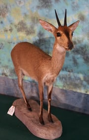 African Bush Duiker Pygmy Antelope Full Body Taxidermy Mount