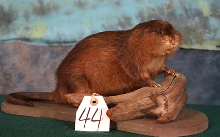 Muskrat Full Body Taxidermy Mount
