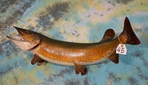 Real Skin 41" Northern Pike Taxidermy Fish Mount