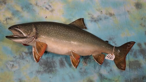 33 1/2" Lake Trout Fiberglass Reproduction Taxidermy Fish Mount