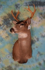 Alaskan Sitka Blacktail Deer Shoulder Taxidermy Mount