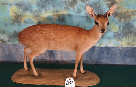 African Cape Grysbok Pygmy Antelope Full Body Taxidermy Mount