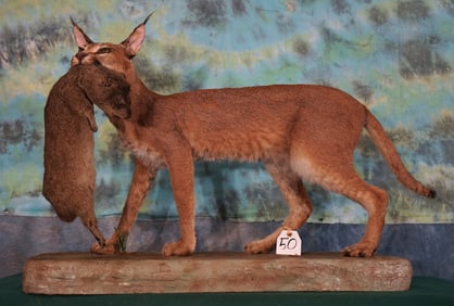 African Caracal Cat with Rock Rabbit Full Body Taxidermy Mounts in Habitat