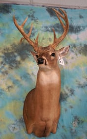 10pt. Texas Whitetail Deer Shoulder Taxidermy Mount