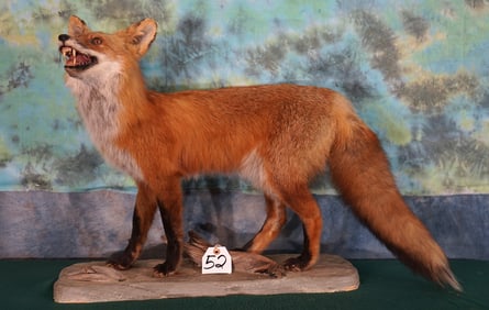 Red Fox Full Body Taxidermy Mount
