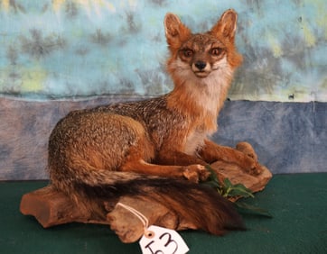 Gray Fox Full Body Taxidermy Mount