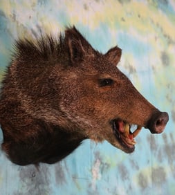 Javelina or "Collared Peccary" Shoulder Taxidermy Mount