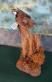 Flying Bobwhite Quail on table Base Taxidermy Bird Mount