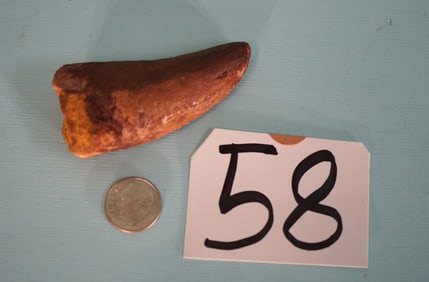 Authentic African T-Rex Dinosaur Fossil Tooth