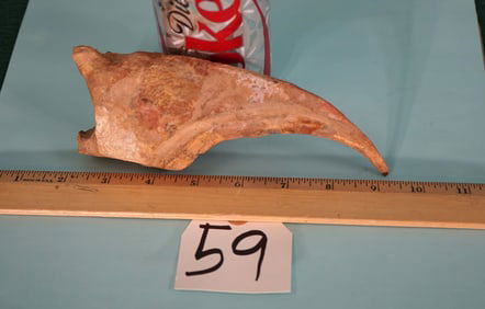 Super Awesome & Very Rare Dinosaur Hand Claw Fossil