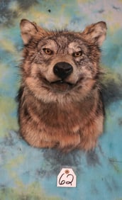 Timber Wolf Shoulder Taxidermy Mount