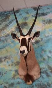 40" Gold Medal African Kalahari Gemsbuck Antelope Shoulder Taxidermy Mount