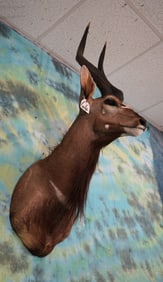 African Southern Nyala Antelope Shoulder Taxidermy Mount